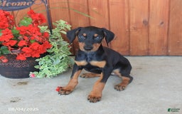 Doberman Pinscher dogs for sale: Duchess - Image 5