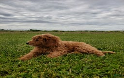 Mini Goldendoodle dogs for sale: Milo F1b - Image 17