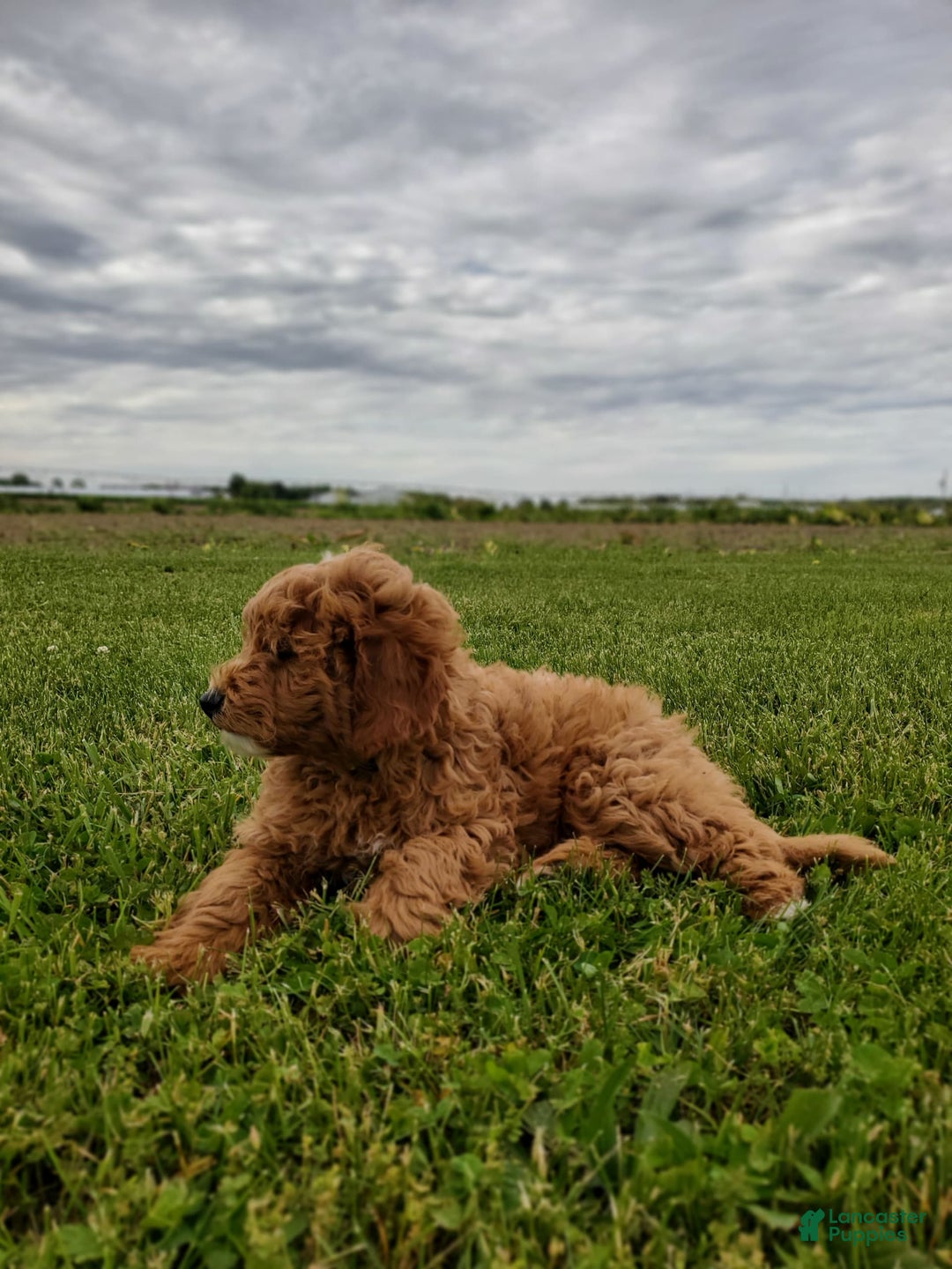 Mini Goldendoodle dogs for sale: Milo F1b - Image 17
