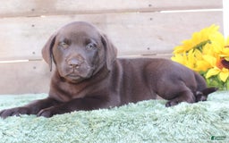 Labrador Retriever dogs for sale: Corky - Image 5