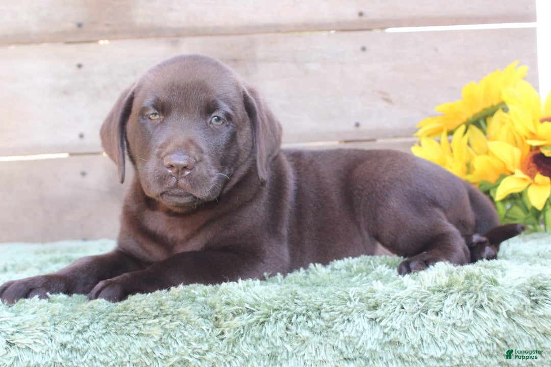 Labrador Retriever dogs for sale: Corky - Image 5