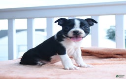 Boston Terrier dogs for sale: Edison - Image 5