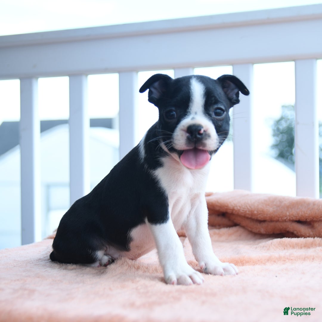 Boston Terrier dogs for sale: Edison - Image 5
