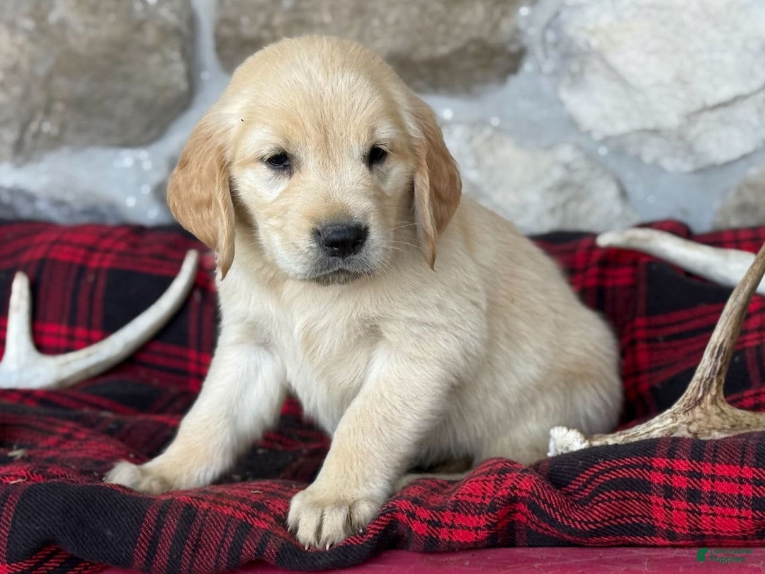 Golden Retriever dogs for sale: Sweetie - Image 5