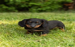 Miniature Dachshund dogs for sale: Miniature Dachshund 5 puppies - Image 12