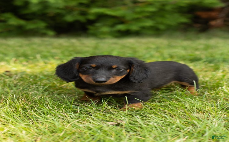 Miniature Dachshund dogs for sale - Ad 2