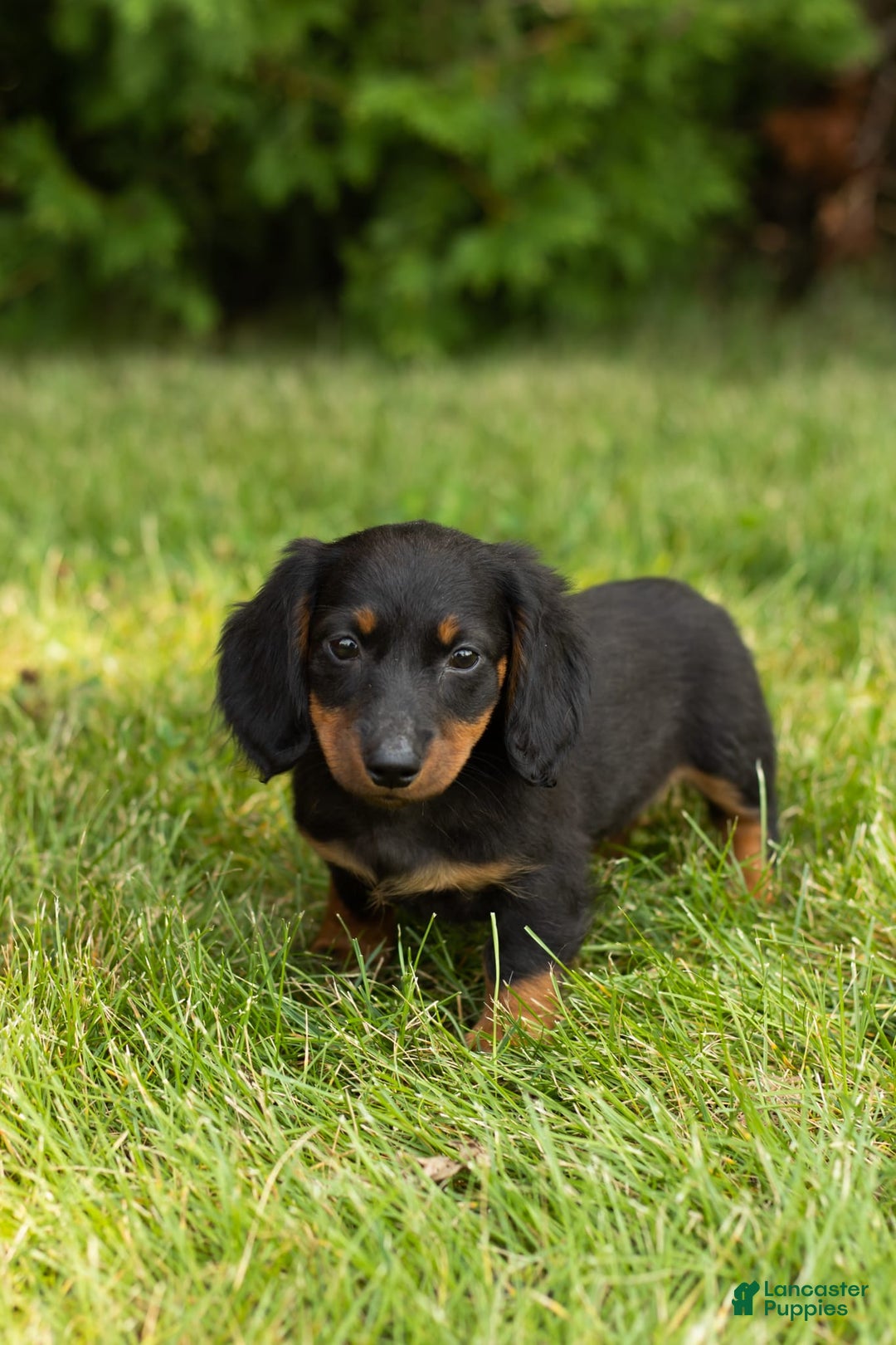 Miniature Dachshund dogs for sale: Miniature Dachshund 5 puppies - Image 12