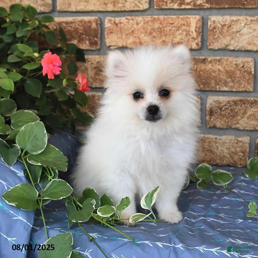 Pomeranian dogs for sale: Teddy - Image 10
