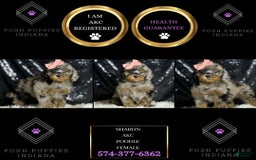 Miniature Poodle dogs for sale: Sharon - Image 2