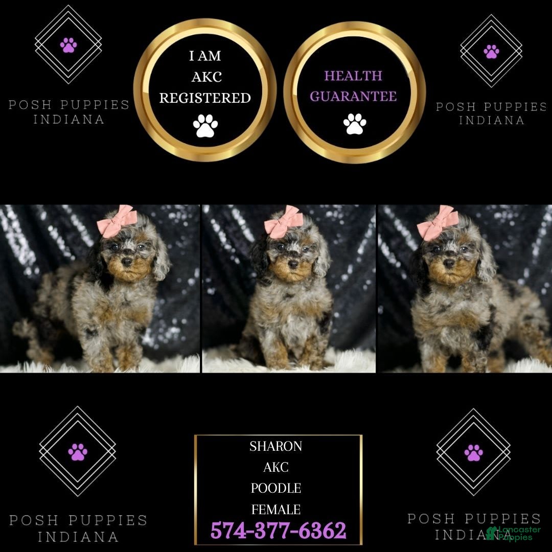Miniature Poodle dogs for sale: Sharon - Image 2