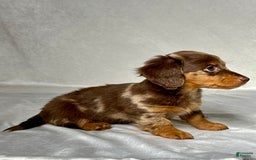 Miniature Dachshund dogs for sale: Mindy - Image 6