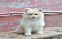 Pomeranian dogs for sale: Pansie - Image 3
