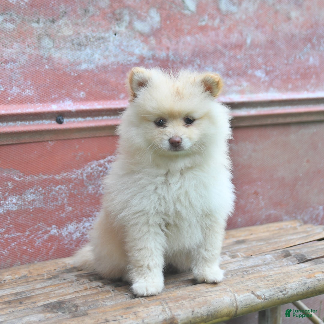 Pomeranian dogs for sale: Pansie - Image 3