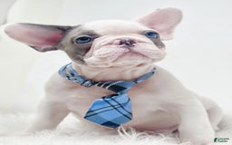 French Bulldog dogs for sale: Piglet - Image 2
