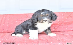 Miniature Bernese Mountain Dog dogs for sale: Mason - Image 5