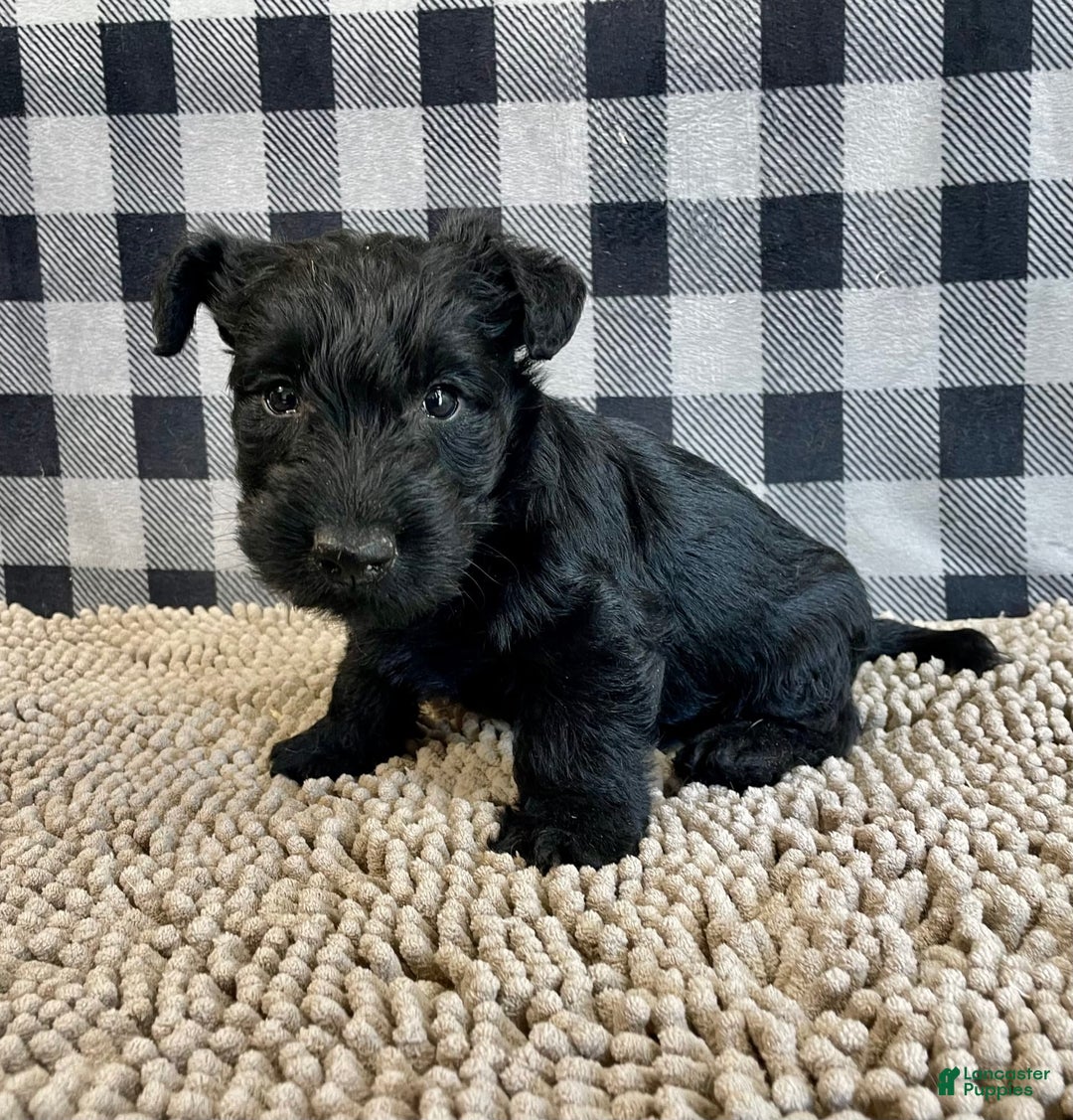 Scottish Terrier dogs for sale: Mandy - Image 3