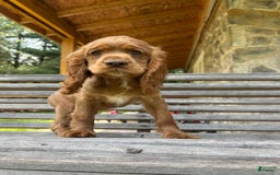 Cocker Spaniel dogs for sale: Monty - Image 9