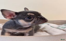 French Bulldog dogs for sale: Sunny - Image 3