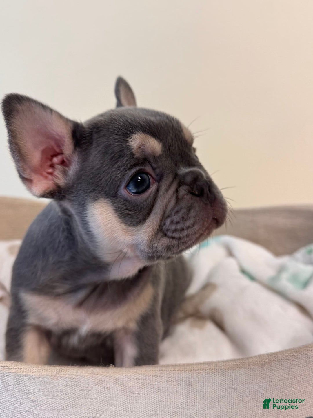 French Bulldog dogs for sale: Sunny - Image 3