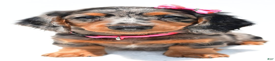 Lola