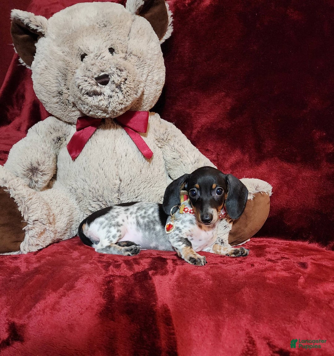 Miniature Dachshund dogs for sale: DOTTIE - Image 8