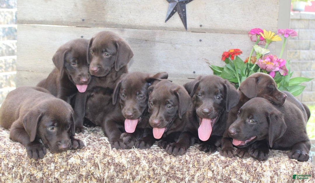 Labrador Retriever dogs for sale: Whinchester - Image 2