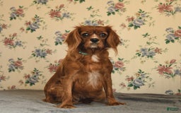 Cavapoo dogs for sale: Bubba - Image 6