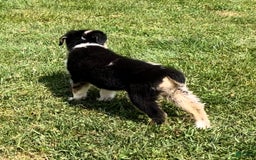 Alaskan Malamute dogs for sale: Kali - Image 2