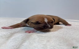 American Bully dogs for sale: Karma - Image 1