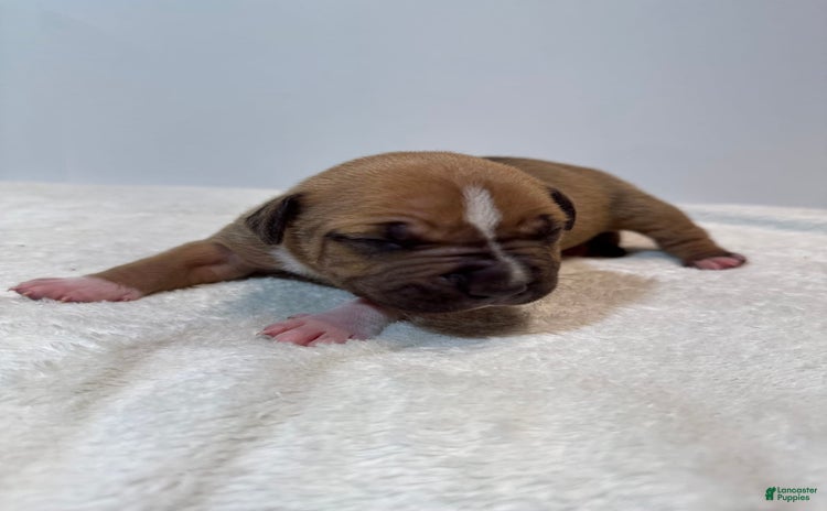 American Bully dogs for sale - Ad 2