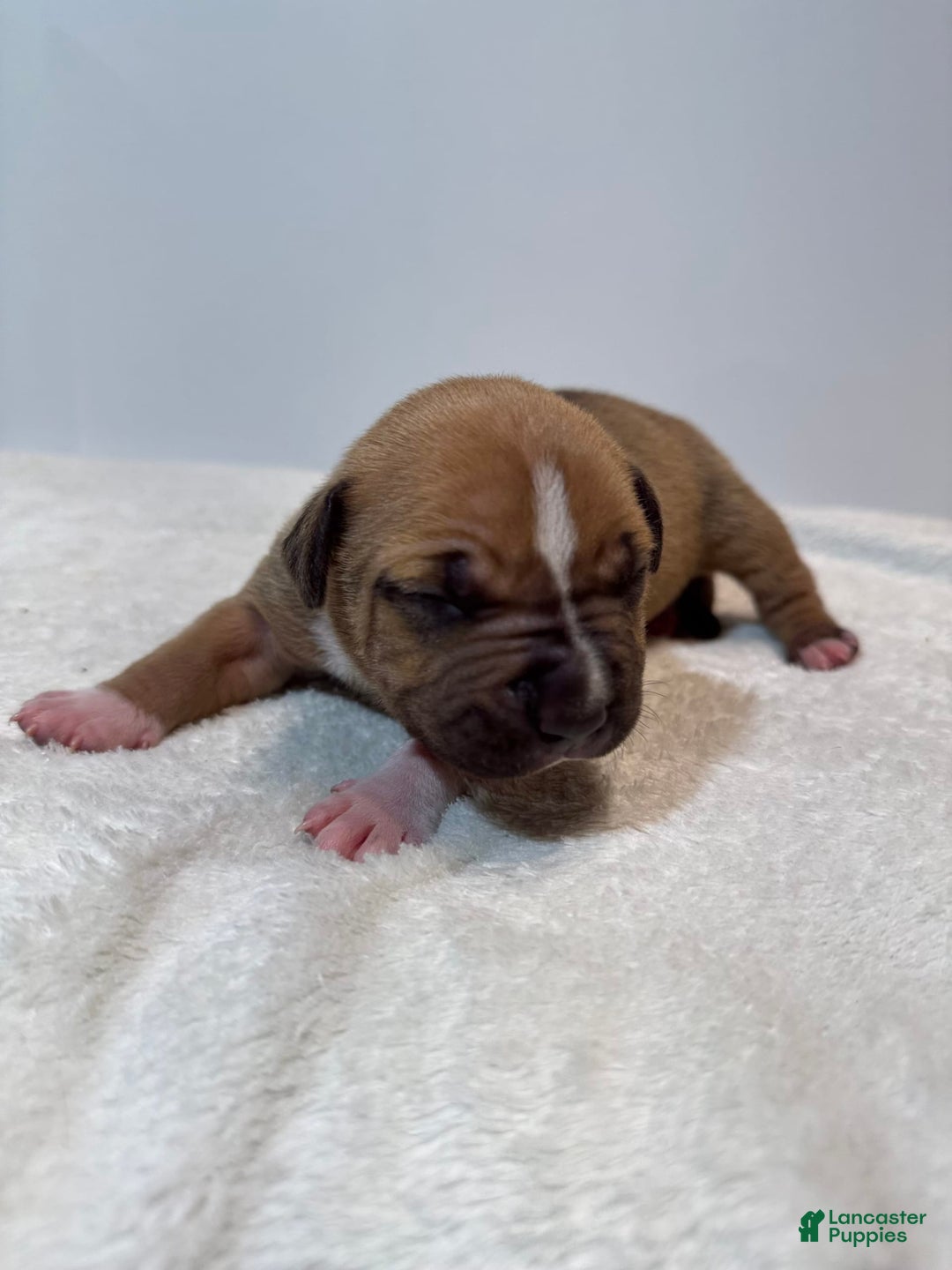 American Bully dogs for sale: Karma - Image 1