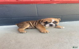English Bulldog dogs for sale: Diesel - Image 4