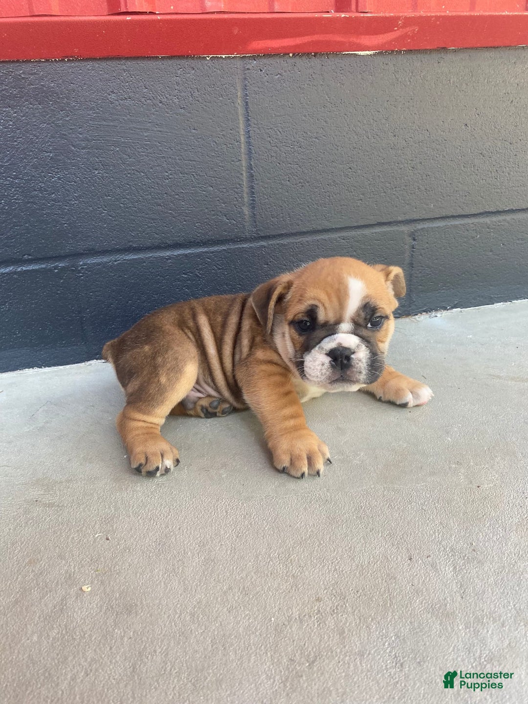 English Bulldog dogs for sale: Diesel - Image 4