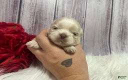 Shih Tzu dogs for sale: Peter - Image 5