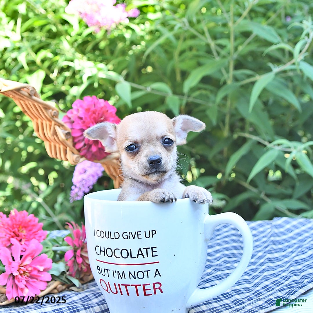 Chihuahua dogs for sale: Kelly - Image 4