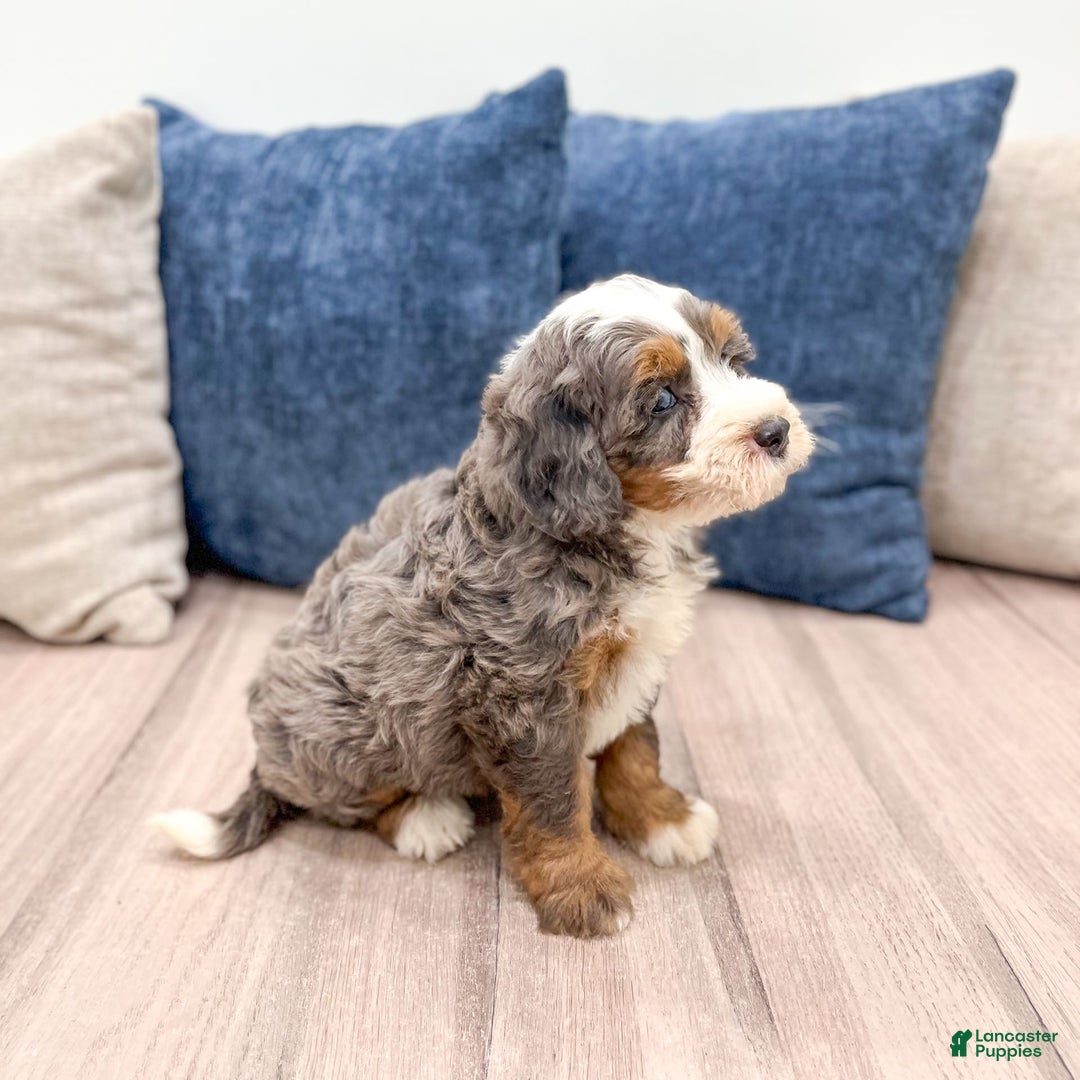 Mini Bernedoodle dogs for sale: Skye - Image 10