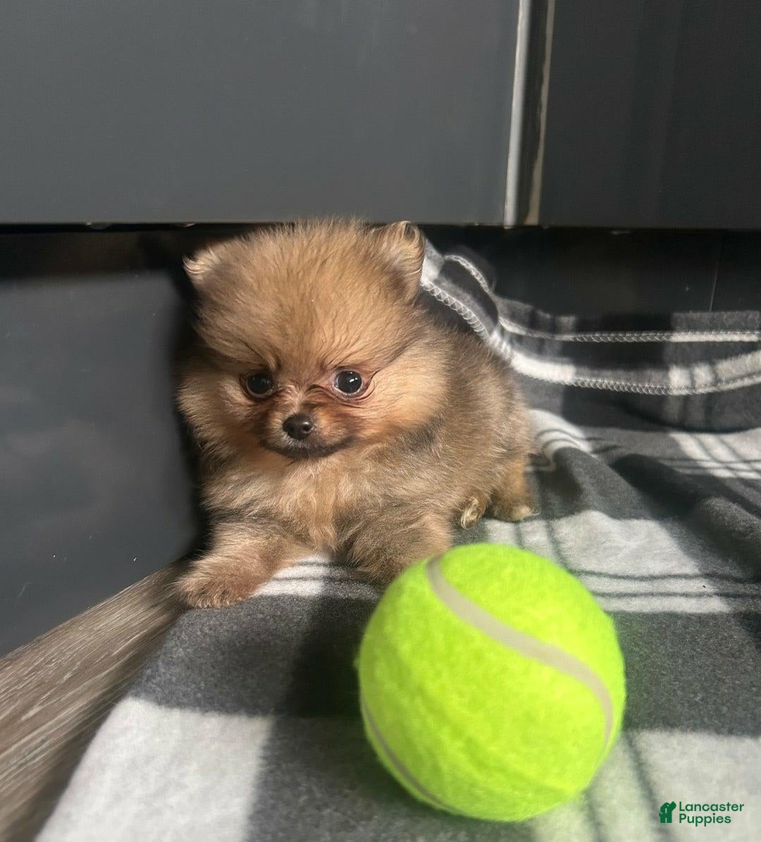 Pomeranian dogs for sale: Hilda - Image 3