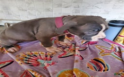 American Pit Bull Terrier dogs for sale: Mama - Image 1