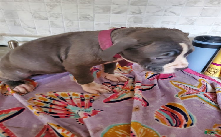 American Pit Bull Terrier dogs for sale - Ad 2