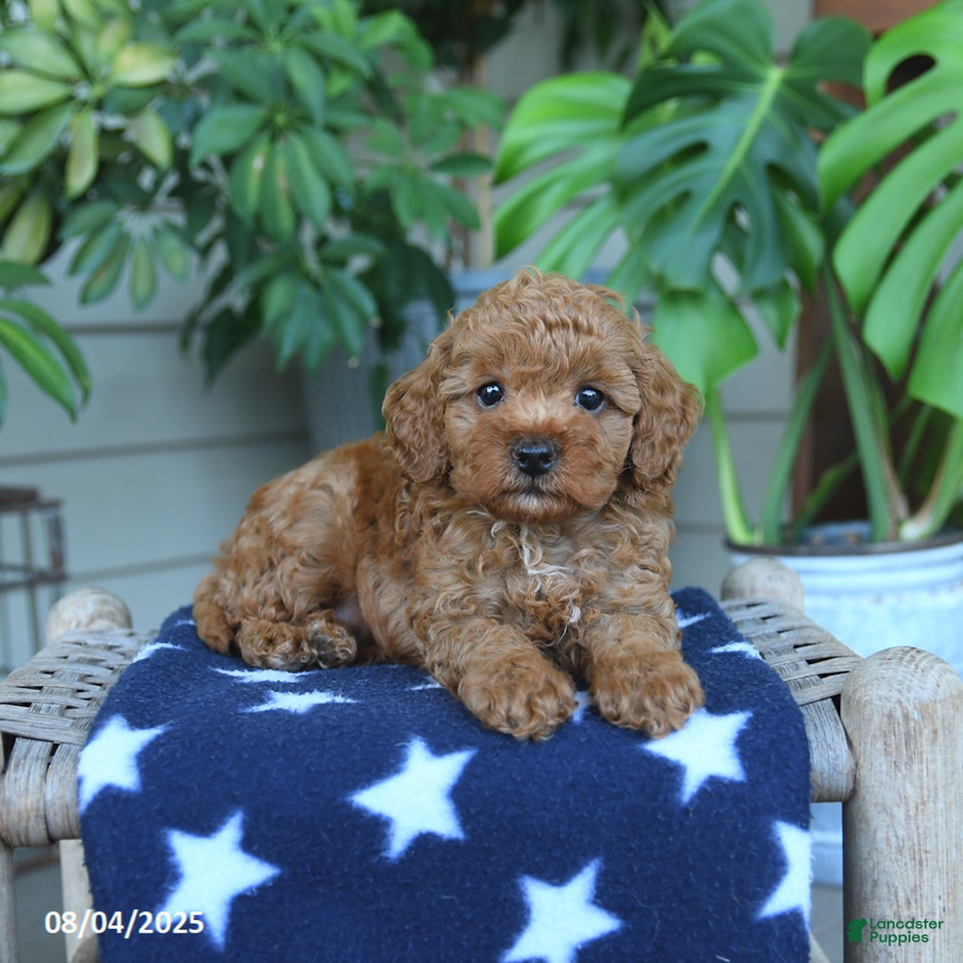 Miniature Poodle dogs for sale: Weston - Image 4
