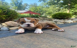 English Bulldog dogs for sale: Denver - Image 4