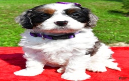 Cavapoo dogs for sale: Chloe - Image 7