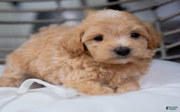 Maltipoo dogs for sale: Vincent - Image 3