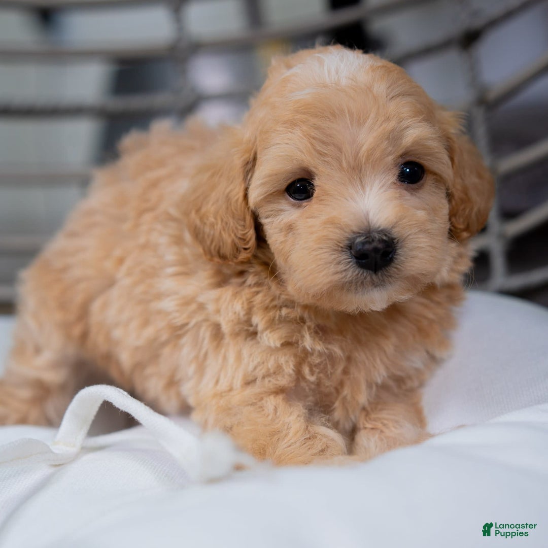 Maltipoo dogs for sale: Vincent - Image 3