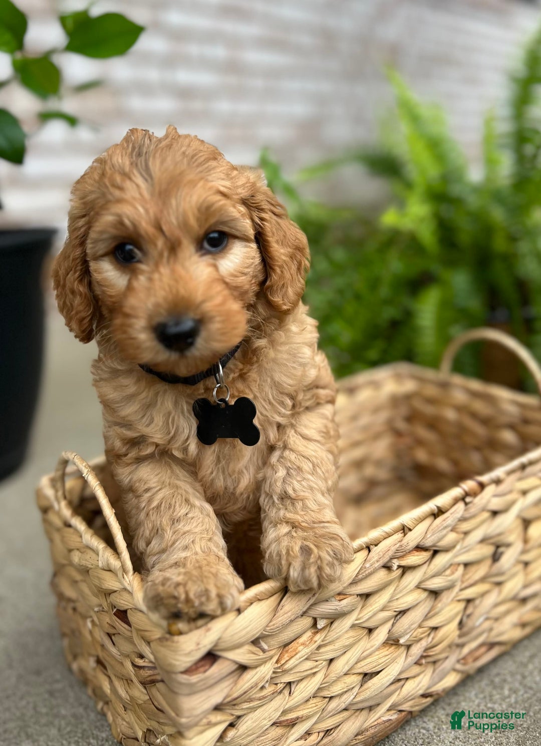 Goldendoodle dogs for sale: Charlie - Image 6
