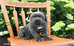 Cane Corso dogs for sale: Sugar - Image 4
