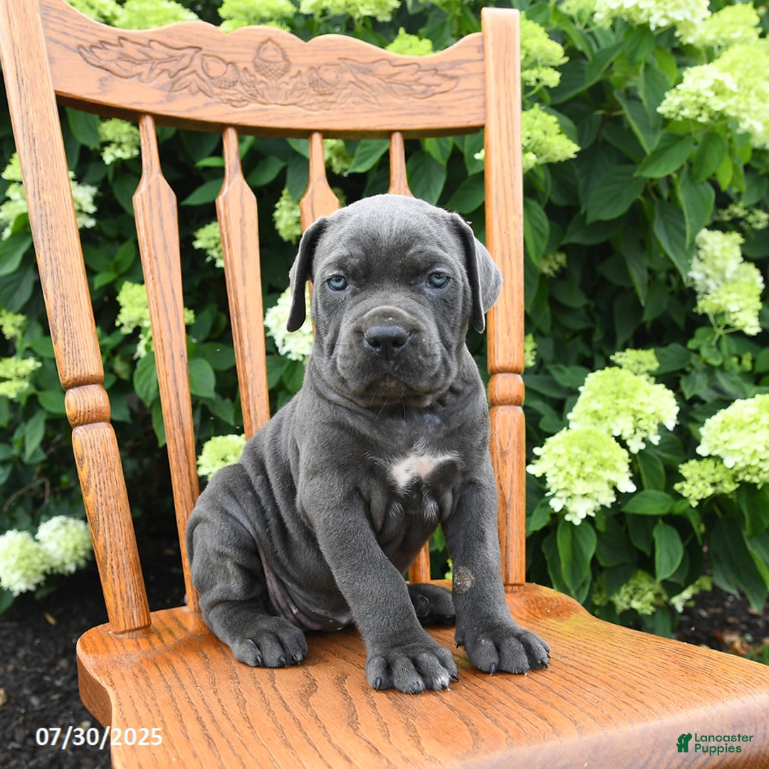 Cane Corso dogs for sale: Sugar - Image 4