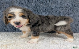 Bernedoodle dogs for sale: Jester - Image 2