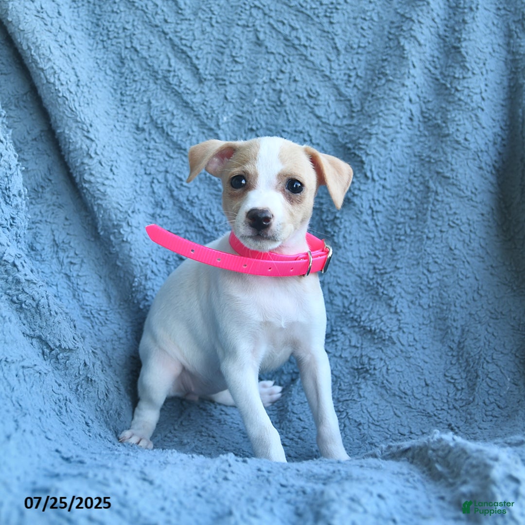 Toy Fox Terrier dogs for sale: Sweetheart - Image 3