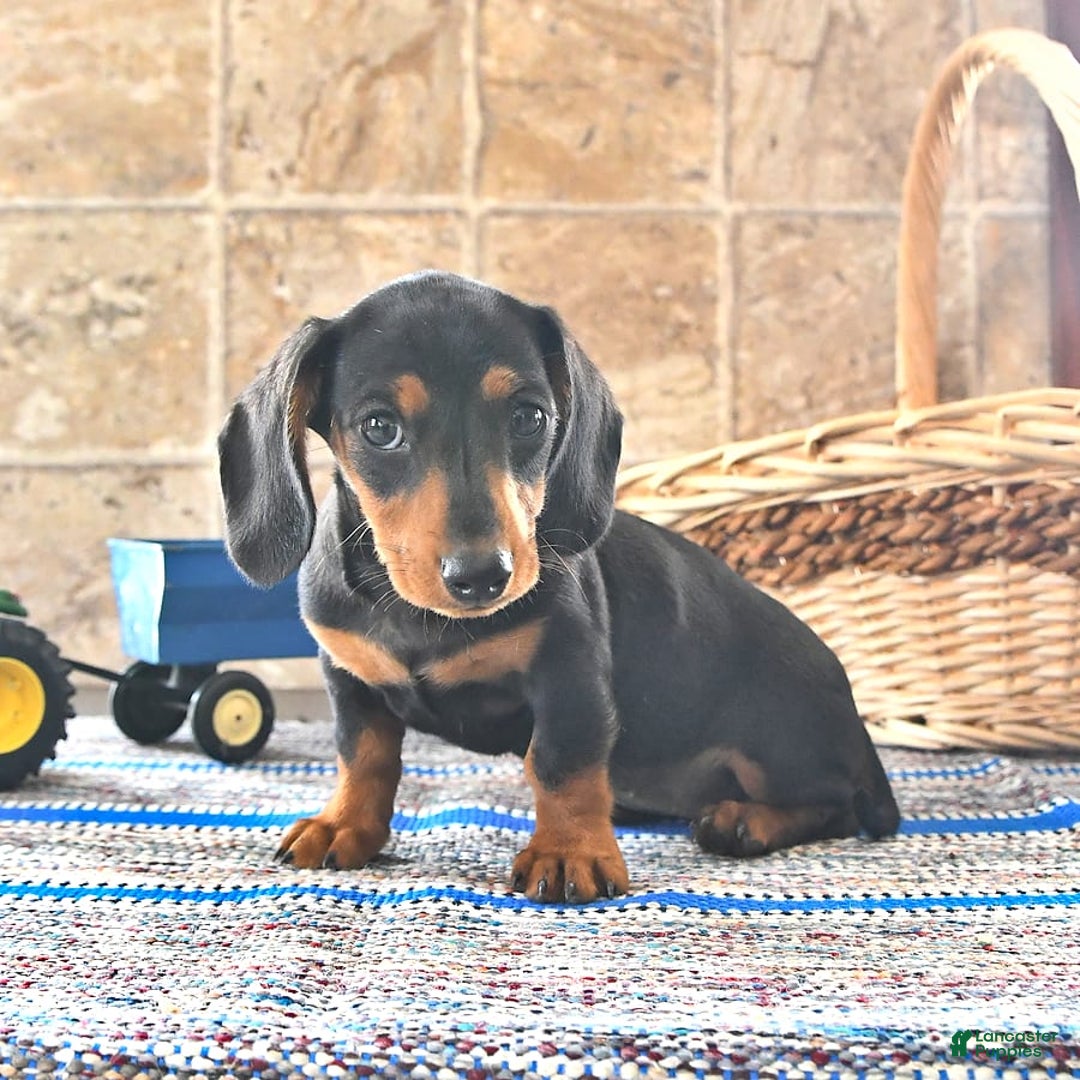 Miniature Dachshund dogs for sale: Sheba - Image 6